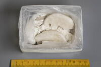 F 03561
<br/>
<br/>
<em></em>